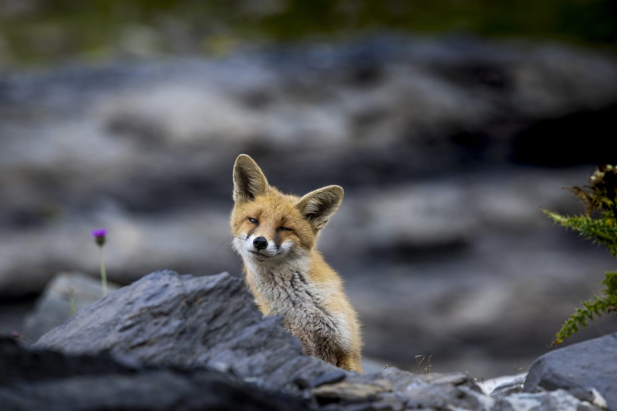 Wildtiere beobachten